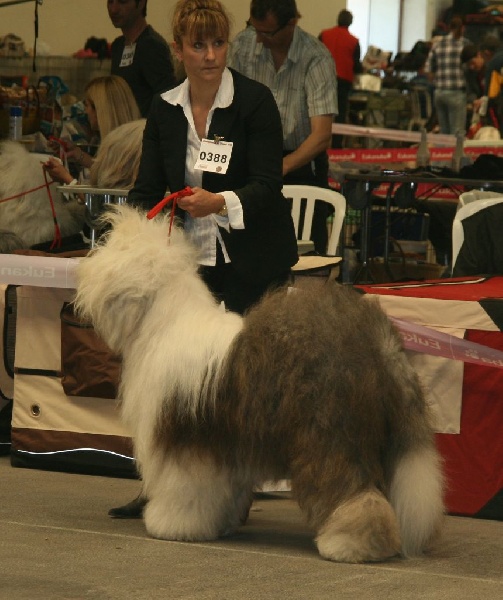 CH. Flamboyant of the Arabian Nights