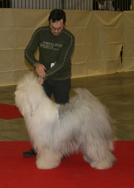 CH. Ecstasy Aus dem elbe urstromtal - CACS CACIB MEILLEUR DE RACE