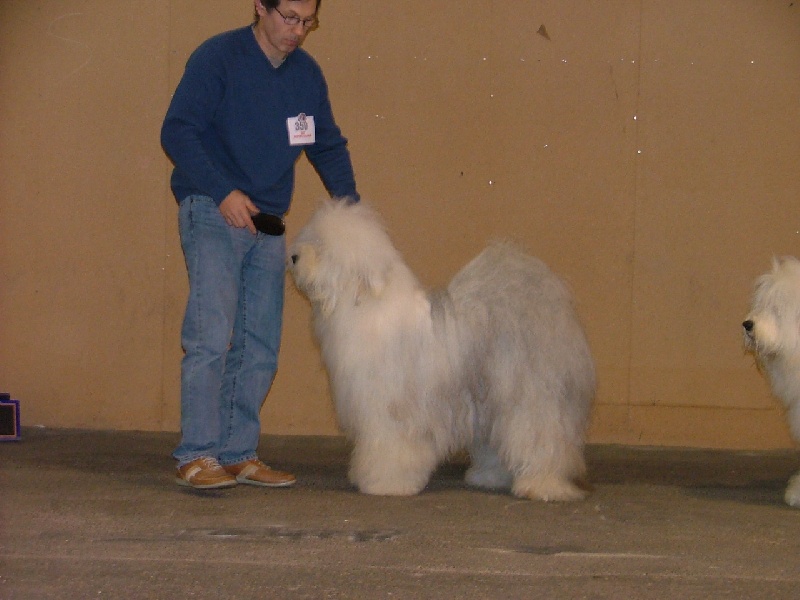 CH. Ecstasy Aus dem elbe urstromtal - CACS