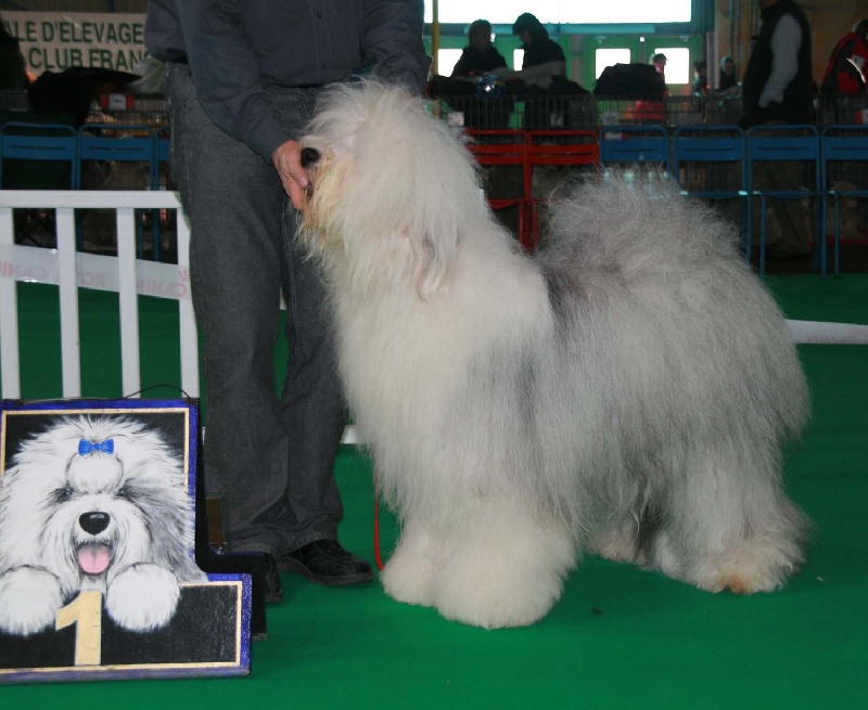 CH. Ecstasy Aus dem elbe urstromtal - 1 CACS CACIB MEILLEUR DE RACE MEILLEUR DU PREMIER GROUPE