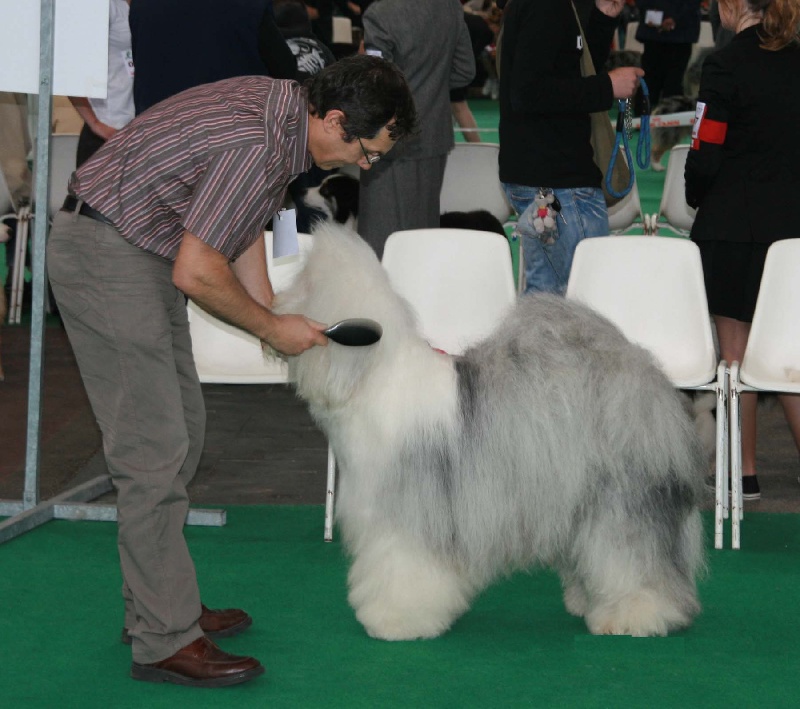 CH. Ecstasy Aus dem elbe urstromtal - CACS CACIB MEILLEUR DE RACE