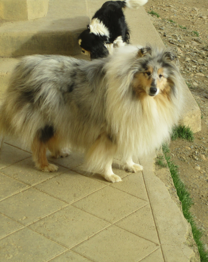 Scully  des rives d'Alaric