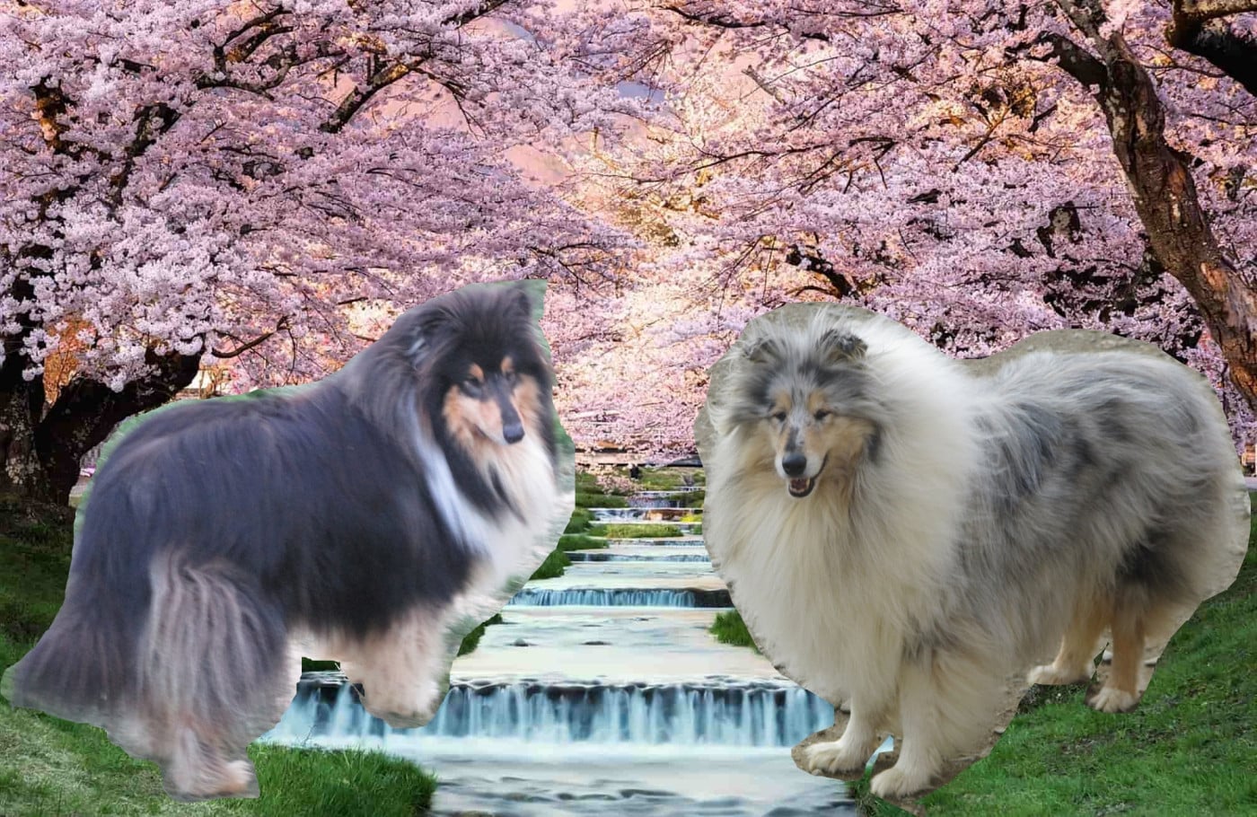 Colley à poil long - des rives d'Alaric