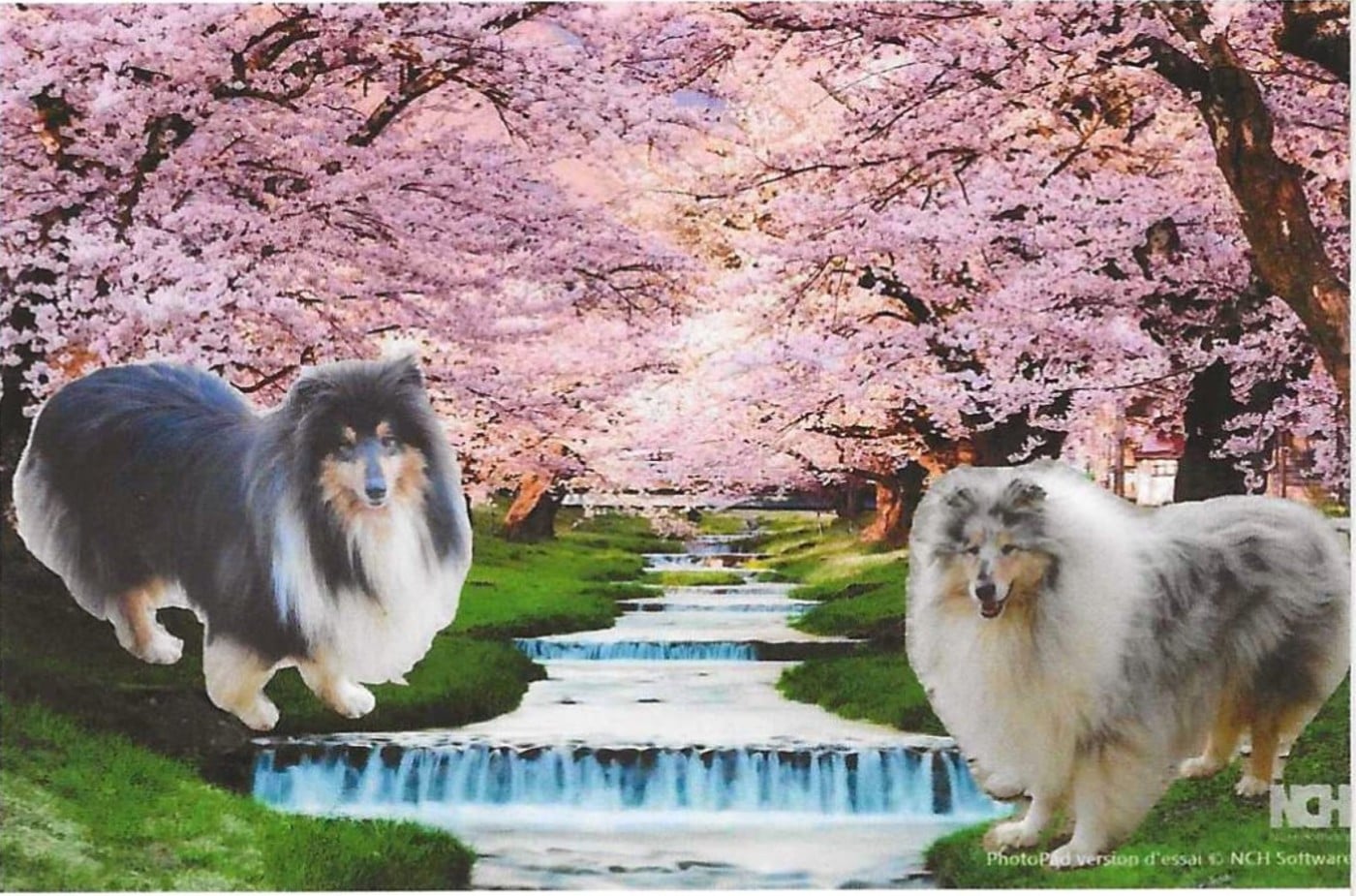 Colley à poil long - des rives d'Alaric