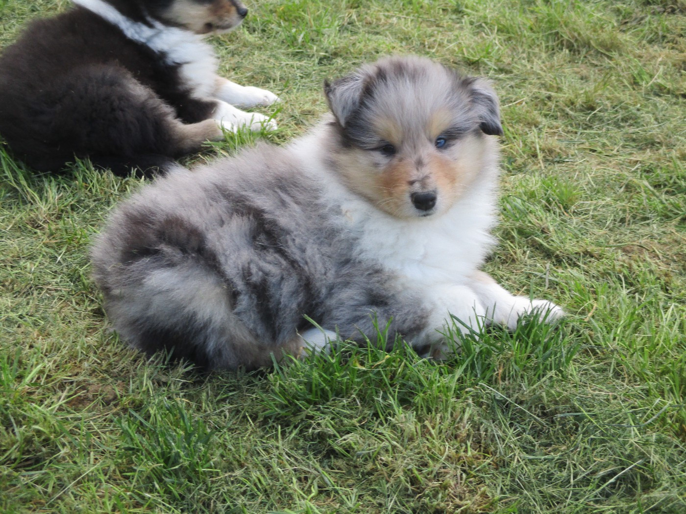 Chiot N°4