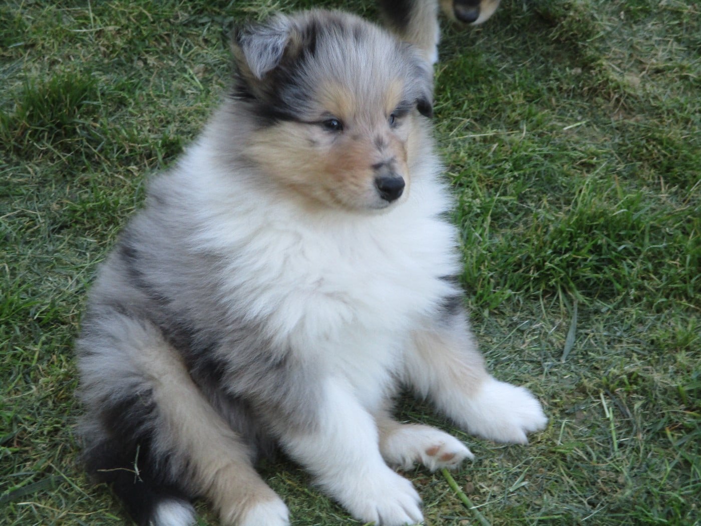 Chiot N°4