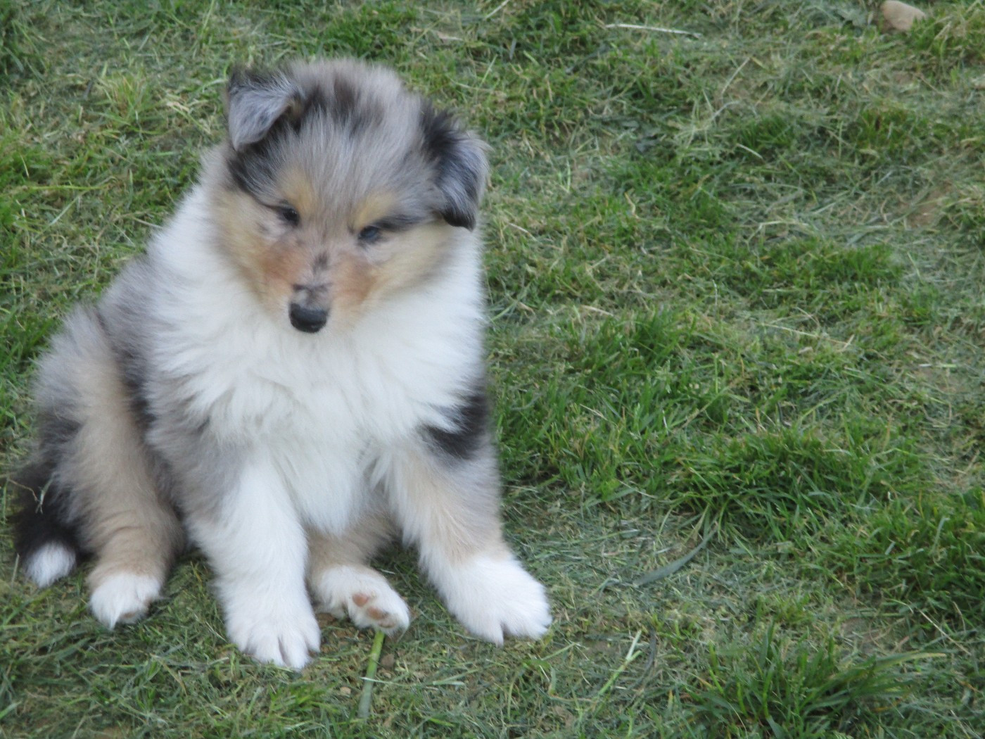 Chiot N°4