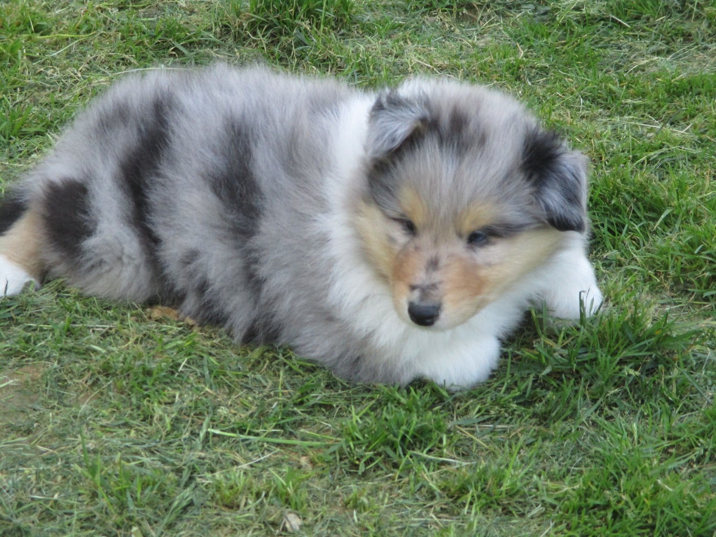 Chiot N°4