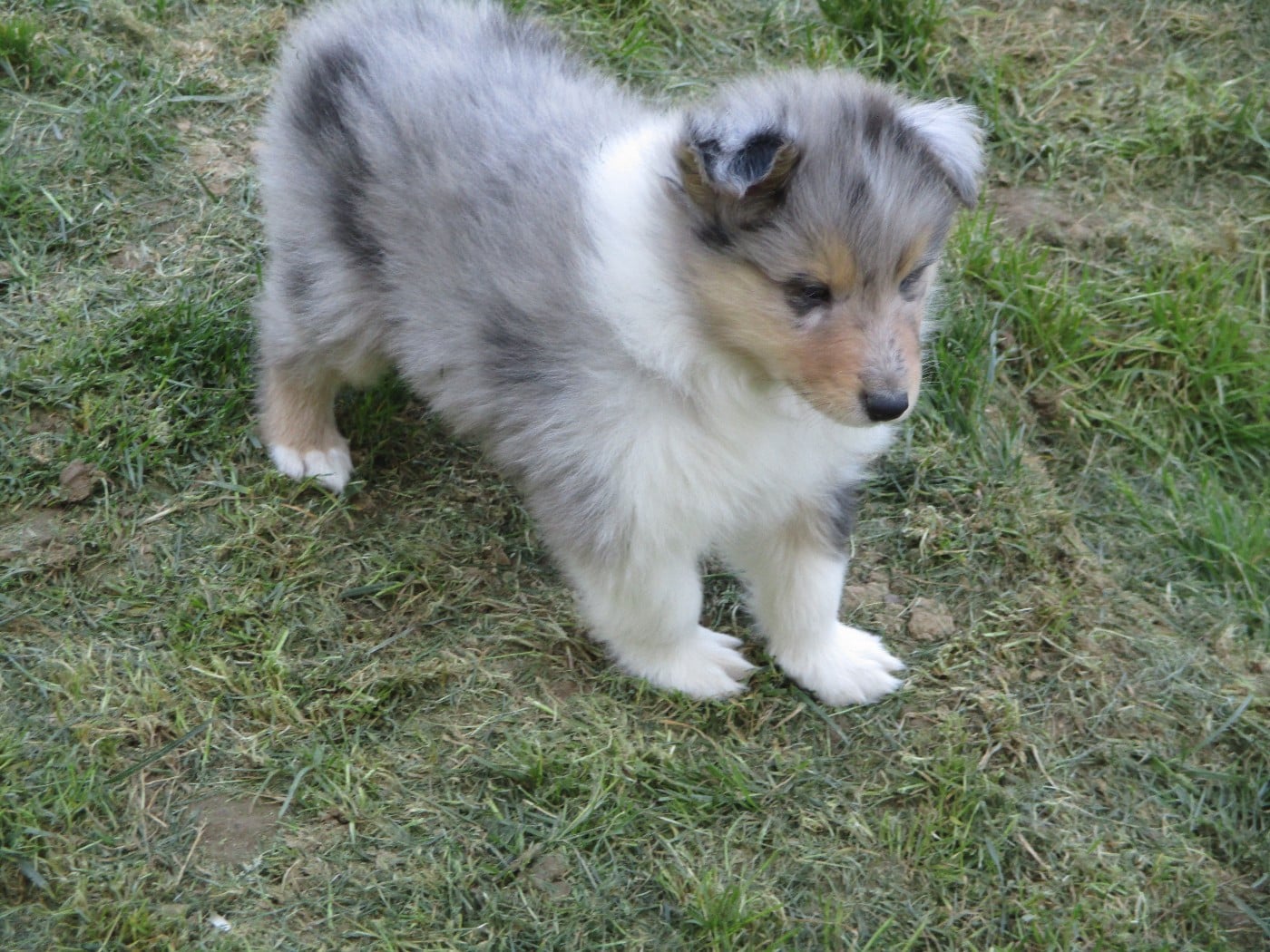 Chiot N°3