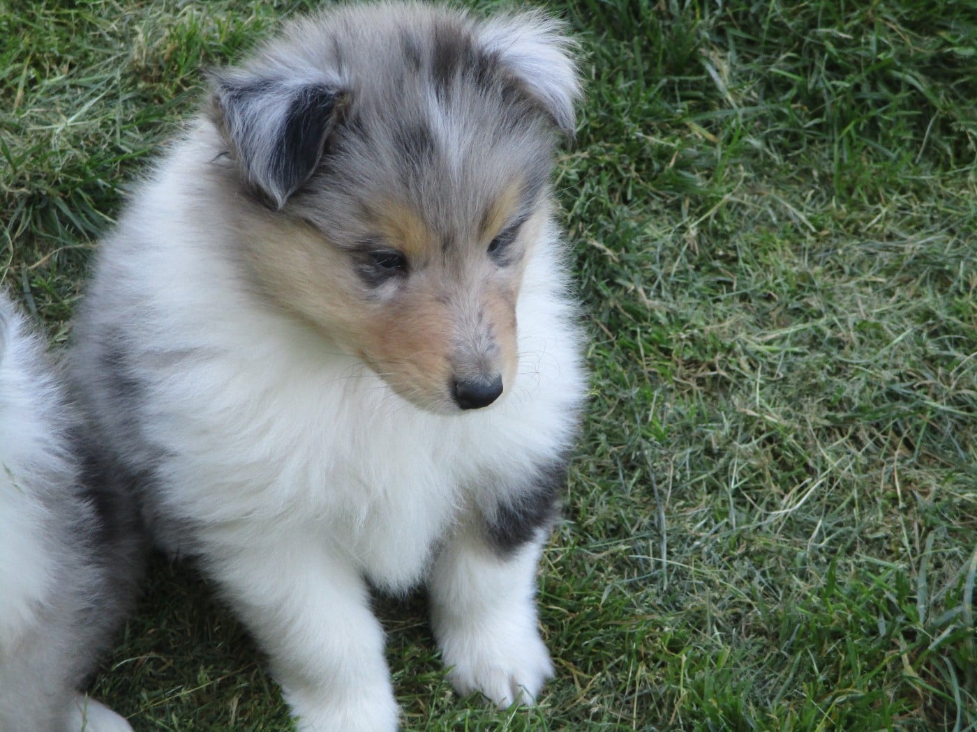 Chiot N°3