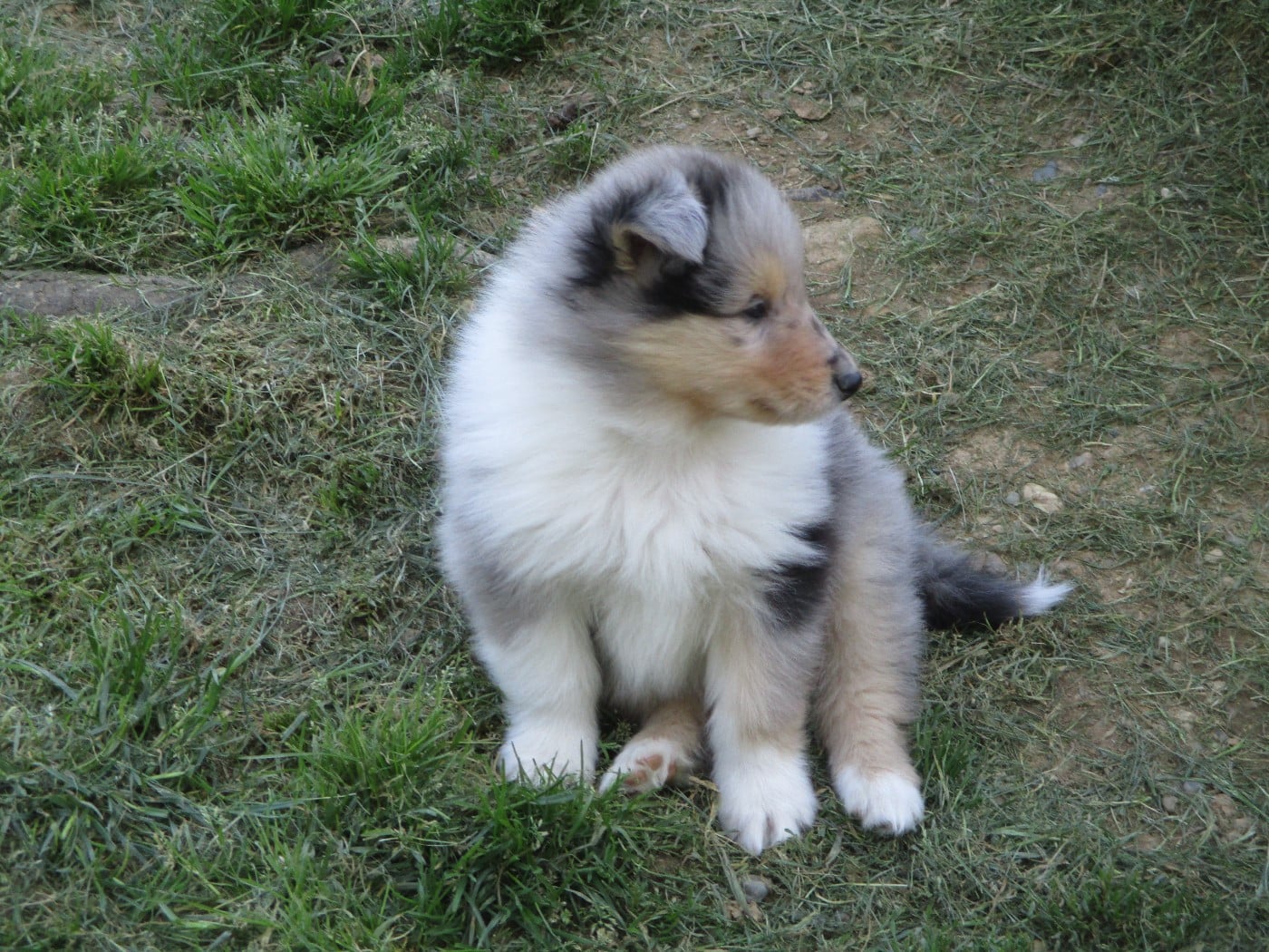 Chiot N°3