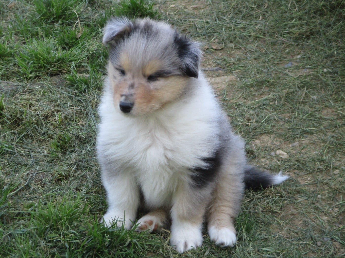 Chiot N°3