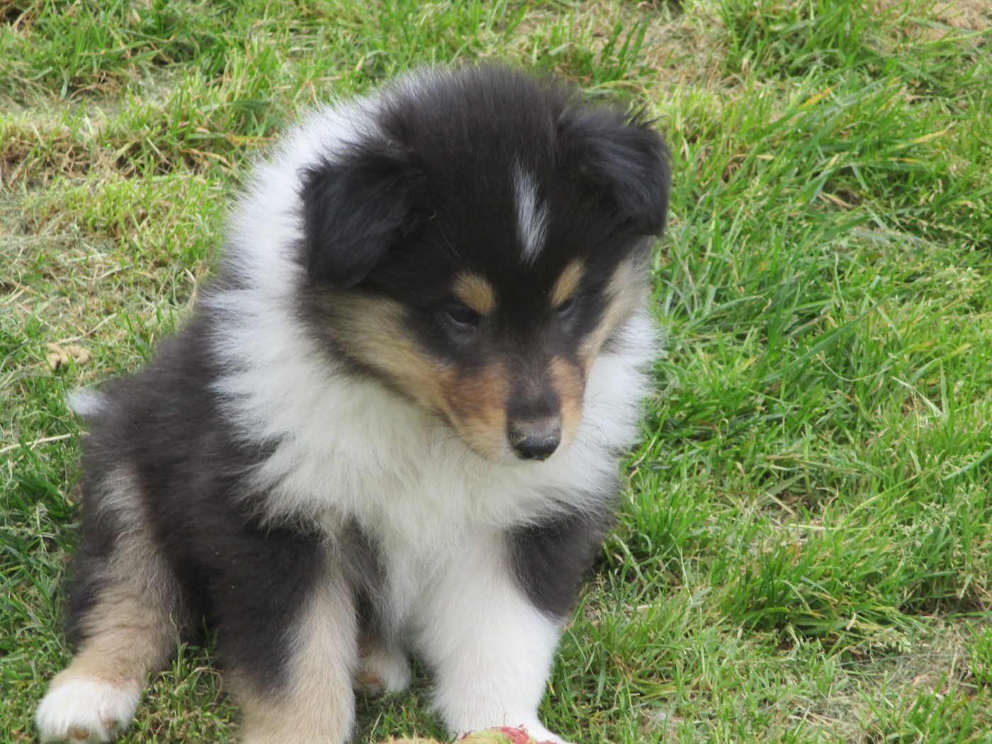 Chiot N°5