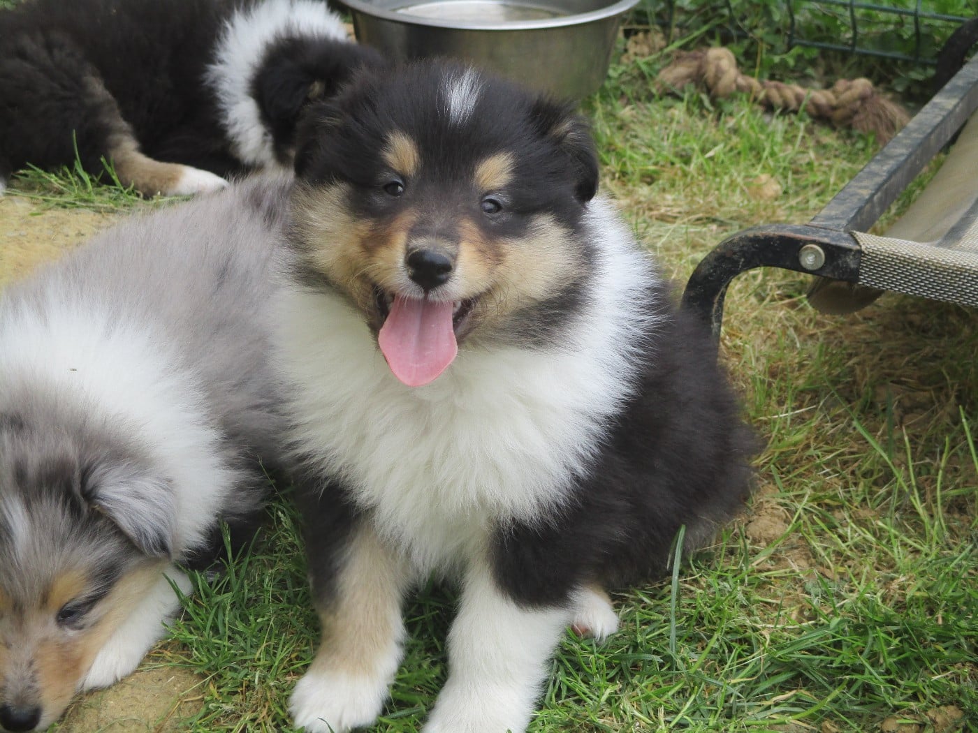 Chiot N°5