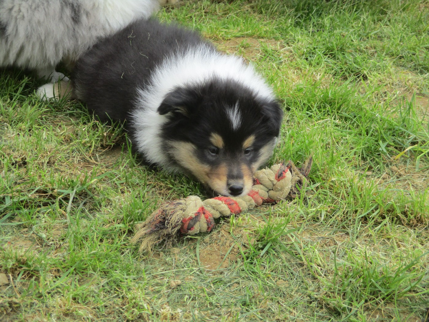 Chiot N°5