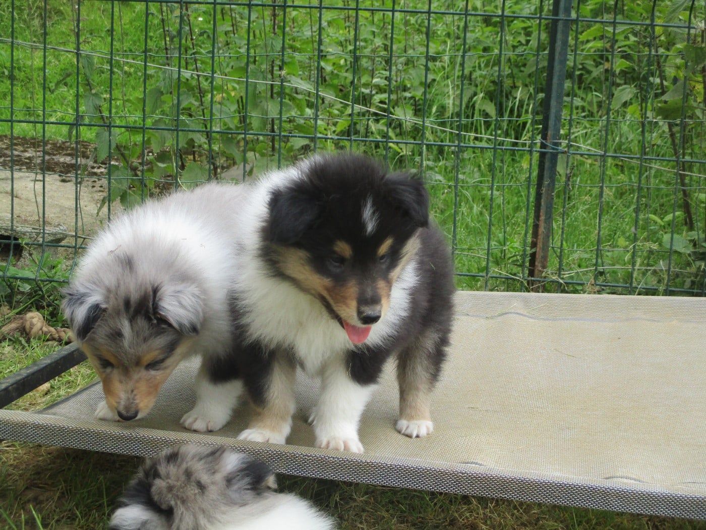 Chiot N°5