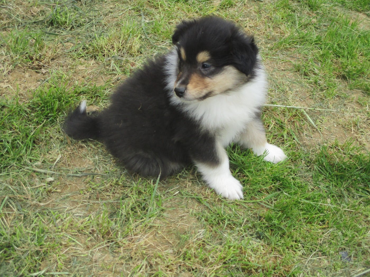 Chiot N°6