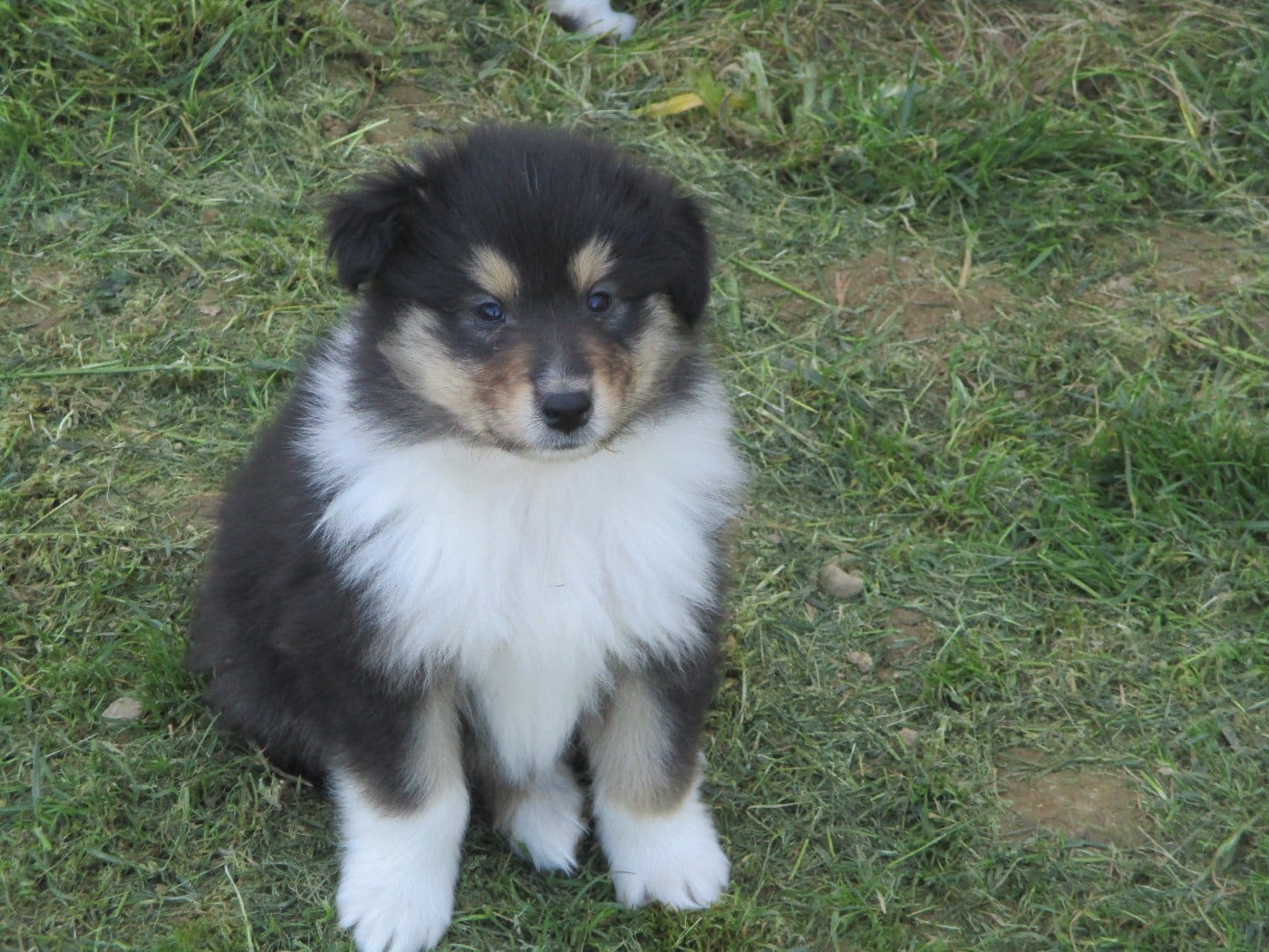 Chiot N°6