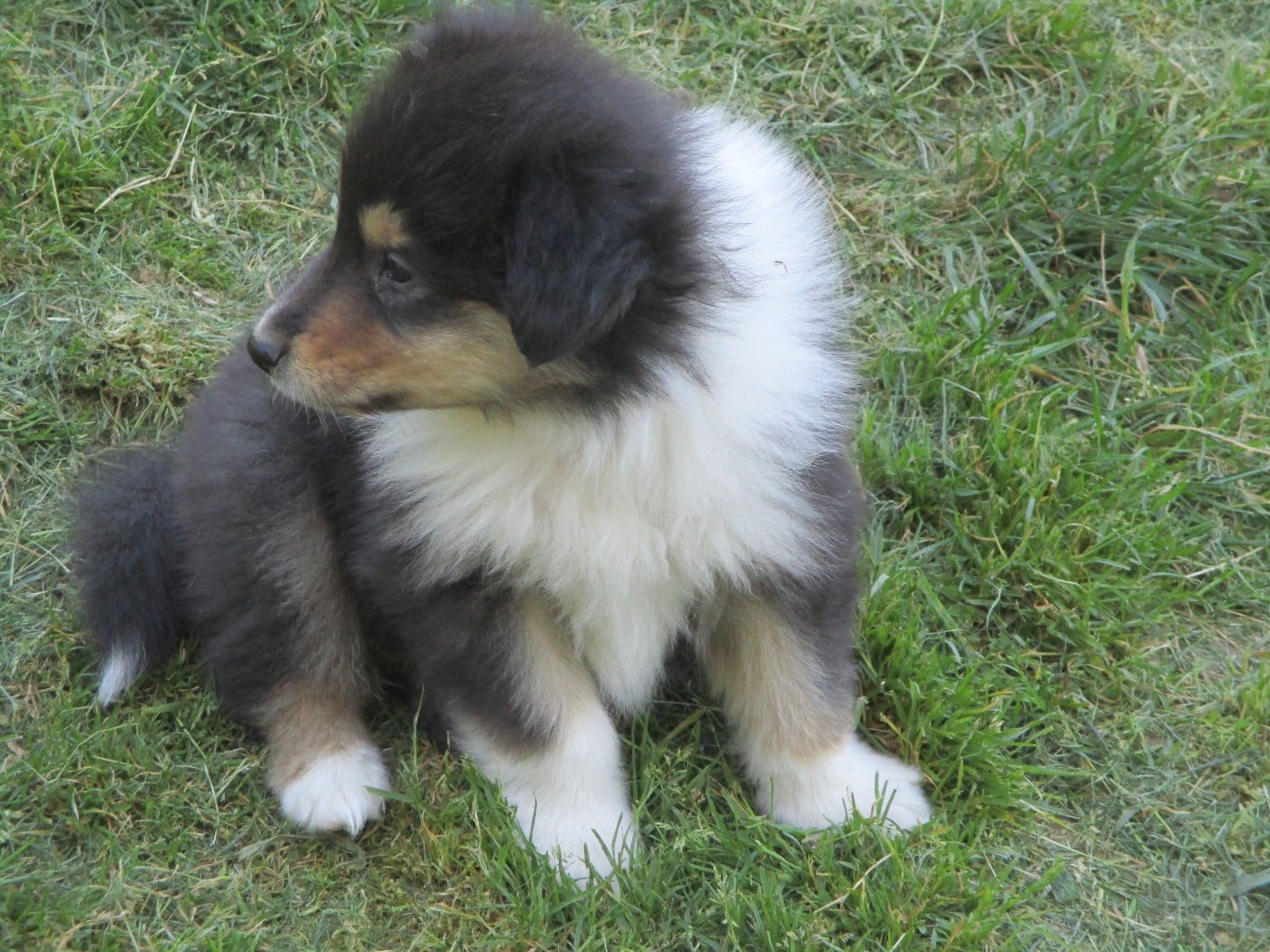Chiot N°6