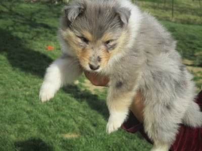 Les chiots de Colley à poil long
