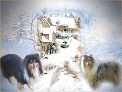 Les chiots de Colley à poil long