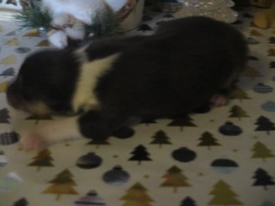 Les chiots de Colley à poil long