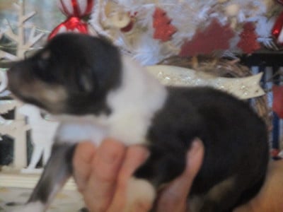 Les chiots de Colley à poil long