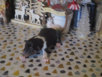 Les chiots de Colley à poil long