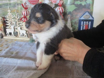 Les chiots de Colley à poil long