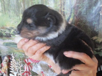 Les chiots de Colley à poil long