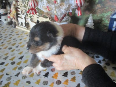 Les chiots de Colley à poil long