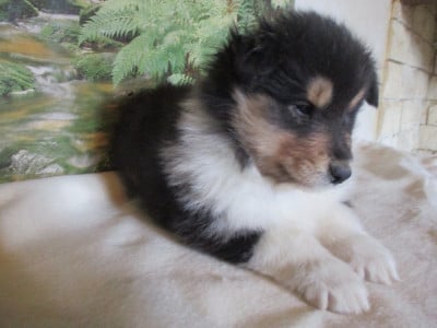 Les chiots de Colley à poil long