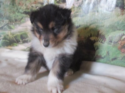 Les chiots de Colley à poil long