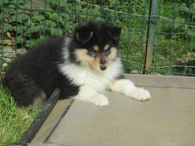 Les chiots de Colley à poil long