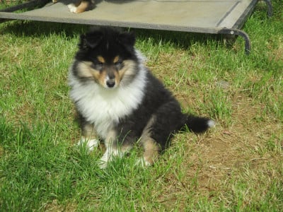 Les chiots de Colley à poil long