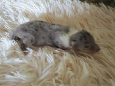 Les chiots de Colley à poil long