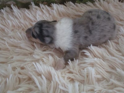 Les chiots de Colley à poil long