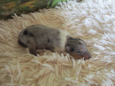 Les chiots de Colley à poil long