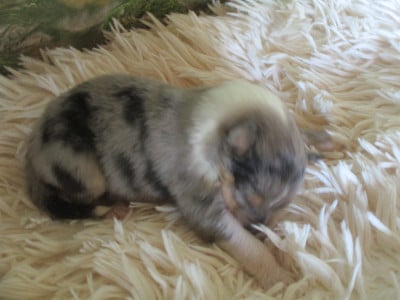 Les chiots de Colley à poil long