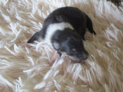 Les chiots de Colley à poil long