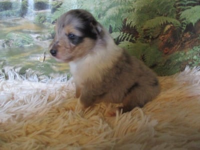 Les chiots de Colley à poil long