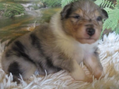 Les chiots de Colley à poil long