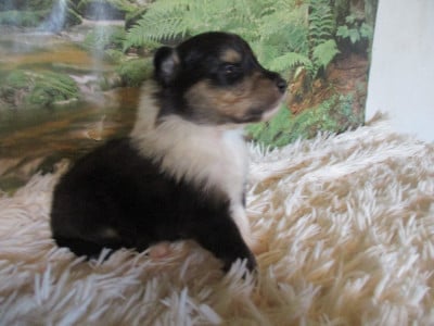 Les chiots de Colley à poil long