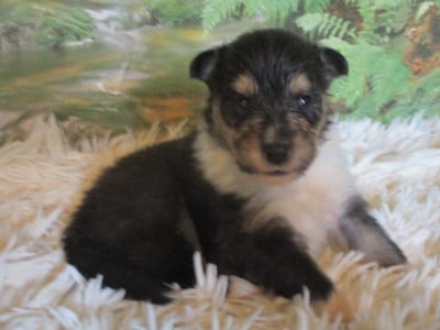 Les chiots de Colley à poil long