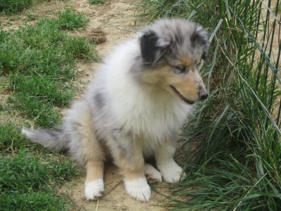 Les chiots de Colley à poil long