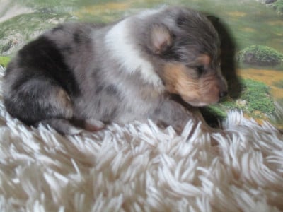 Les chiots de Colley à poil long