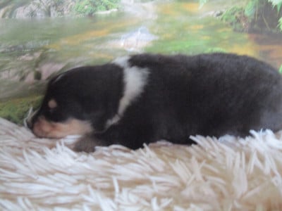 Les chiots de Colley à poil long