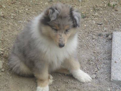 Les chiots de Colley à poil long