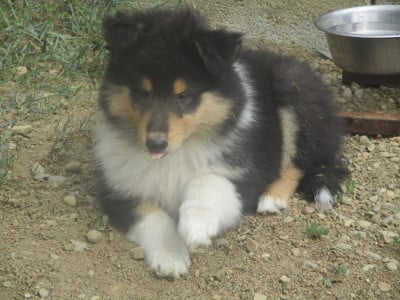 Les chiots de Colley à poil long