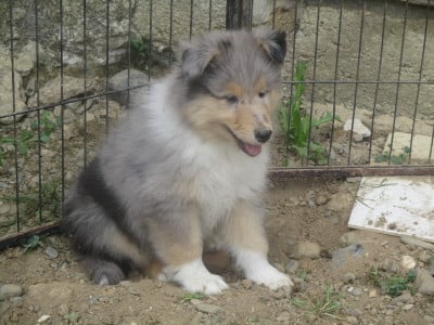 Les chiots de Colley à poil long